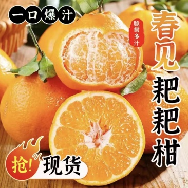 四川耙耙柑春见柑桔基地直供实力代发全国商超欢迎联
