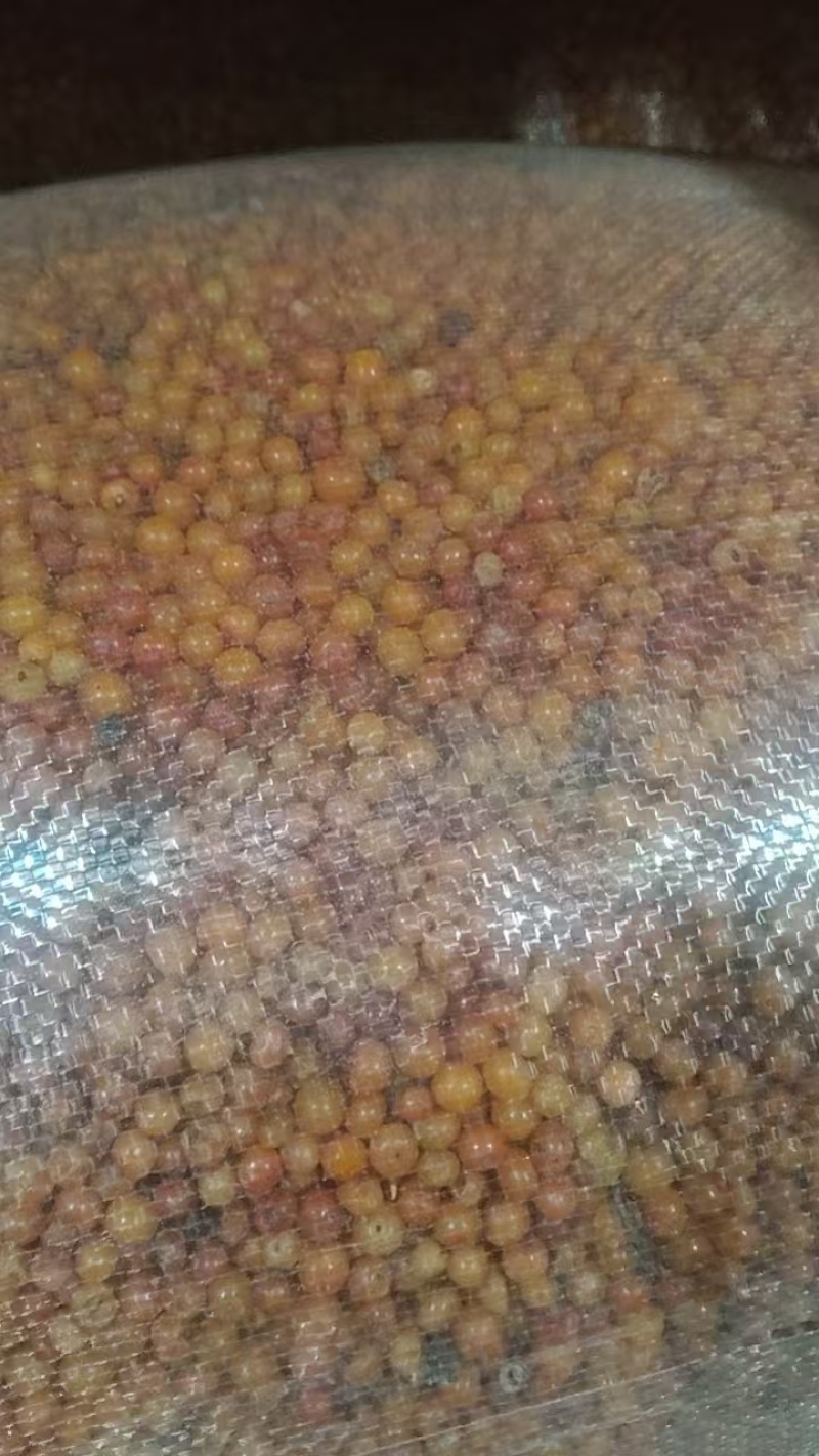 山西沙棘冻果糖15杂质3货量大干净色选过筛都是好果承接加工