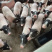 热卖香猪小香猪四川小香猪肉质紧实口感佳价格实惠欢迎老板联系