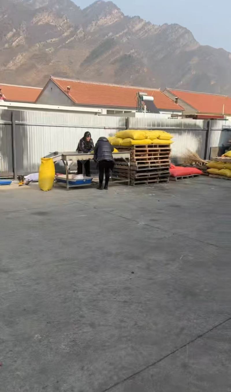 【热卖】正宗迁西板栗产地直发规格齐全软糯香甜欢迎电联