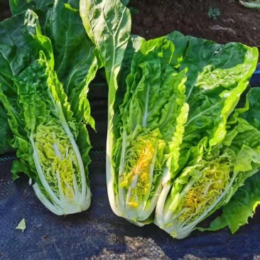 四季快菜种子小白菜籽耐热耐湿500g大田基地品种