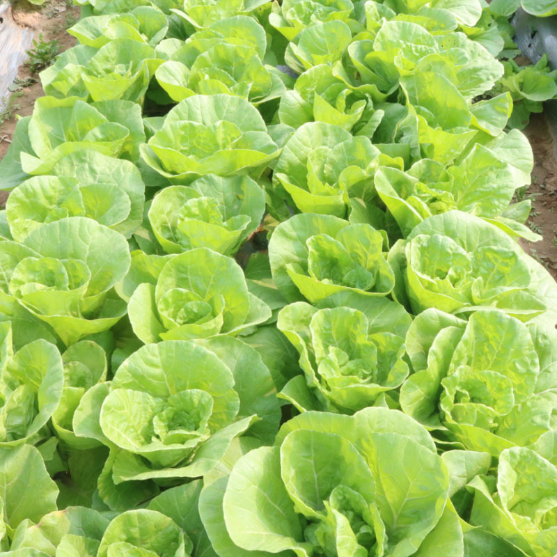 四季快菜种子小白菜籽耐热耐湿500g大田基地品种
