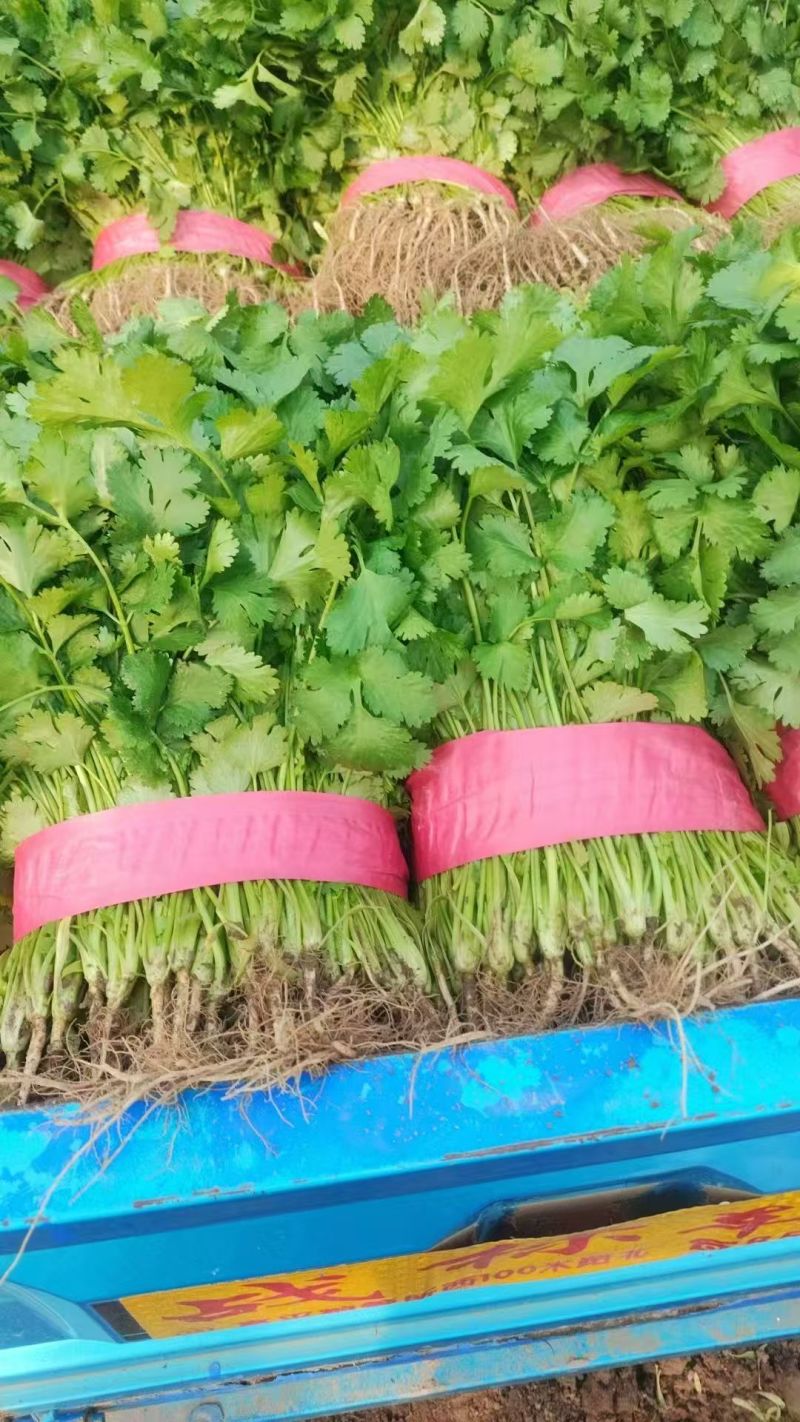 优质大叶香菜种植基地直发品种优良对接商超档口可视频看货