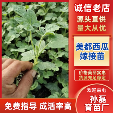 美都西瓜苗优质嫁接苗质优价廉货源多可视频看货