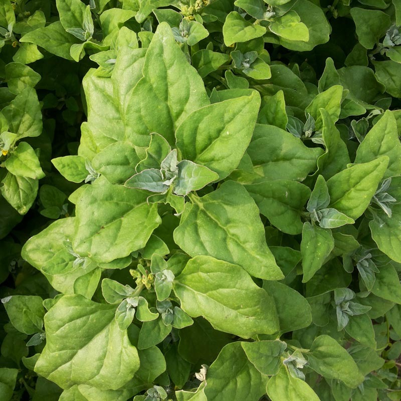 番杏种子早熟洋菠菜耐旱耐寒新西兰秋冬季阳台四季盆栽