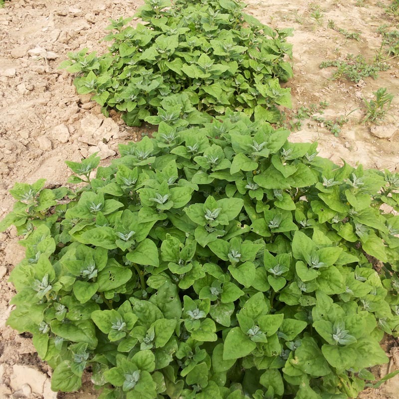 番杏种子早熟洋菠菜耐旱耐寒新西兰秋冬季阳台四季盆栽