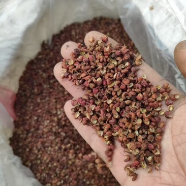 山东花椒精品大红袍一手货源全国发货可视频看货