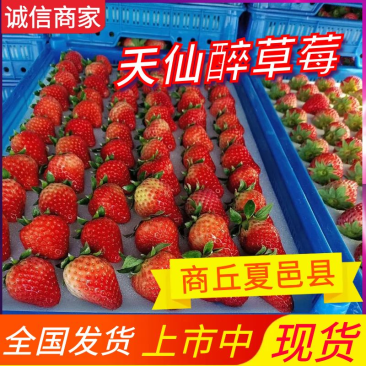 商丘天仙醉草莓《现摘现发》商丘草莓批发/电商平台/商超