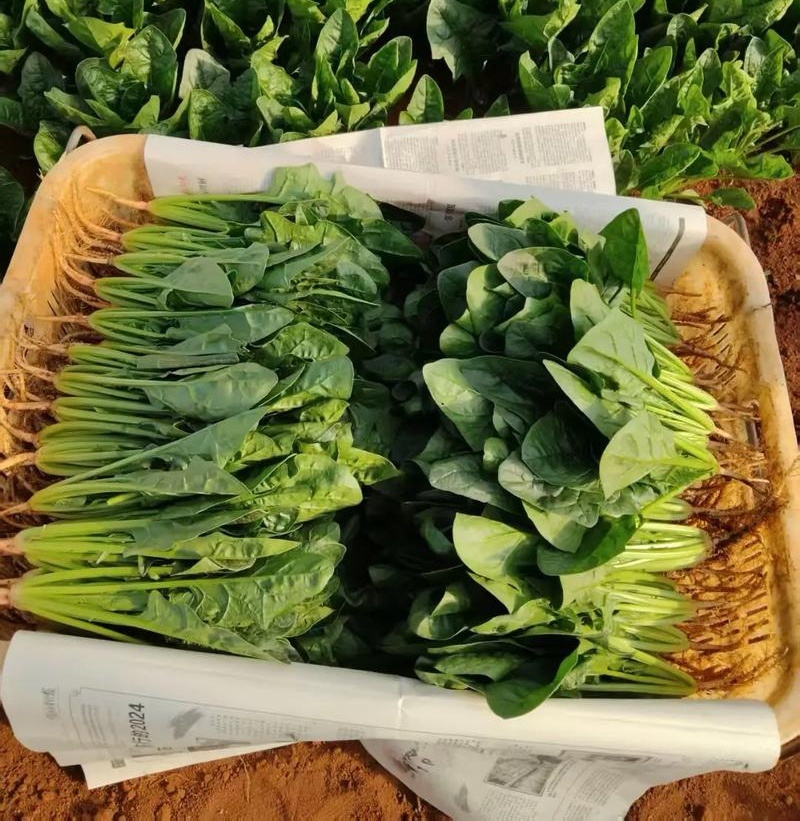 【热卖】精品大叶菠菜种植基地直发对接商超档口可视频看货