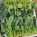 【热卖】精品大叶菠菜种植基地直发对接商超档口可视频看货