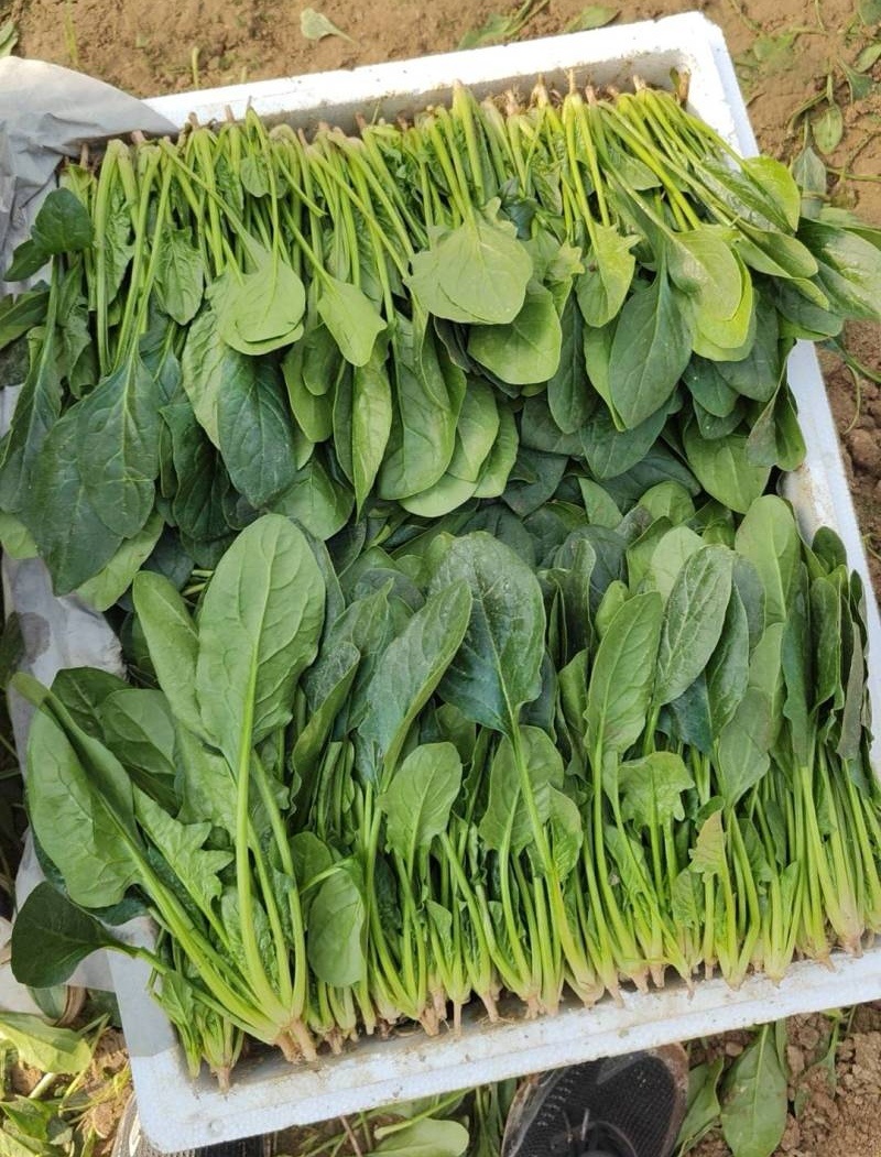 【热卖】精品大叶菠菜种植基地直发对接商超档口可视频看货