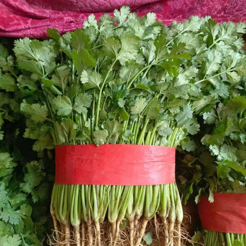 优质大叶香菜种植基地直发品种优良对接商超档口可视频看货