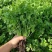 优质大叶香菜种植基地直发品种优良对接商超档口可视频看货