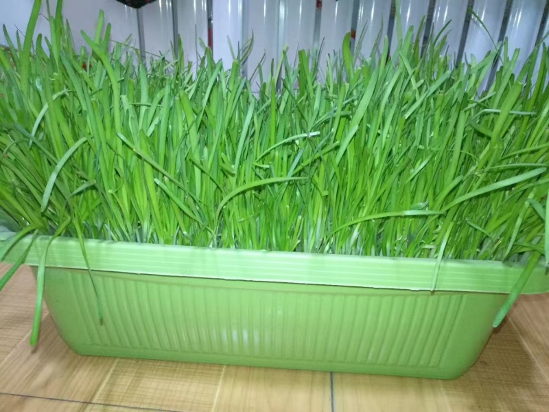 四季小叶韭菜盆景韭菜基地直发提供技术指导可视频