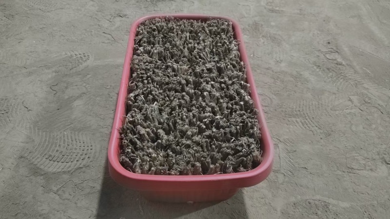 四季小叶韭菜盆景韭菜基地直发提供技术指导可视频