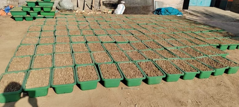 四季小叶韭菜盆景韭菜基地直发提供技术指导可视频