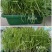 四季小叶韭菜盆景韭菜基地直发提供技术指导可视频