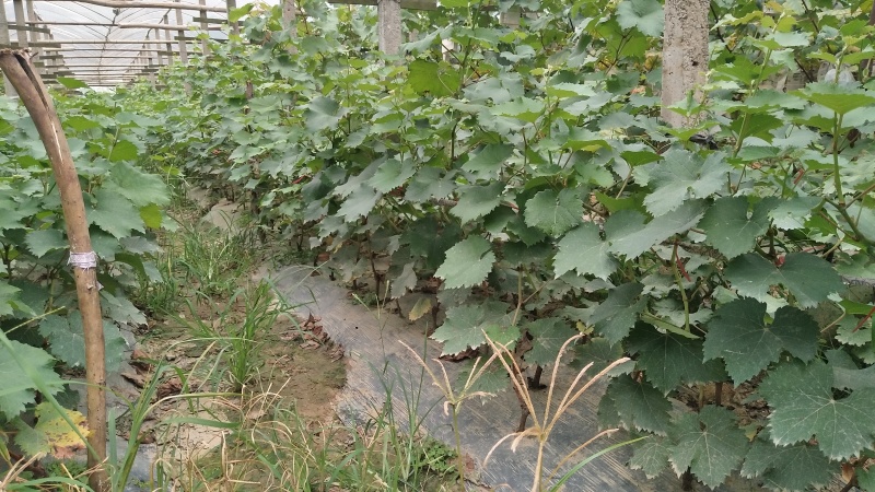 巨峰葡萄苗，现挖现发，品种纯正，保质保量，欢迎老板选购