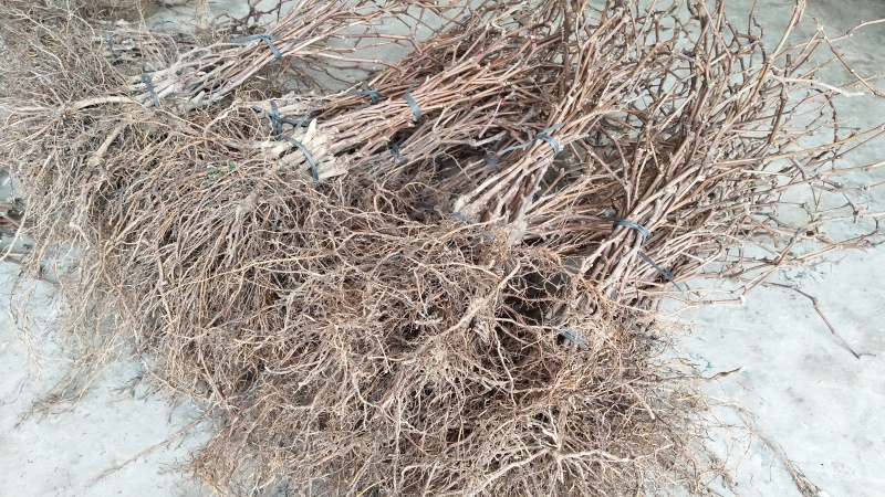 巨峰葡萄苗，现挖现发，品种纯正，保质保量，欢迎老板选购