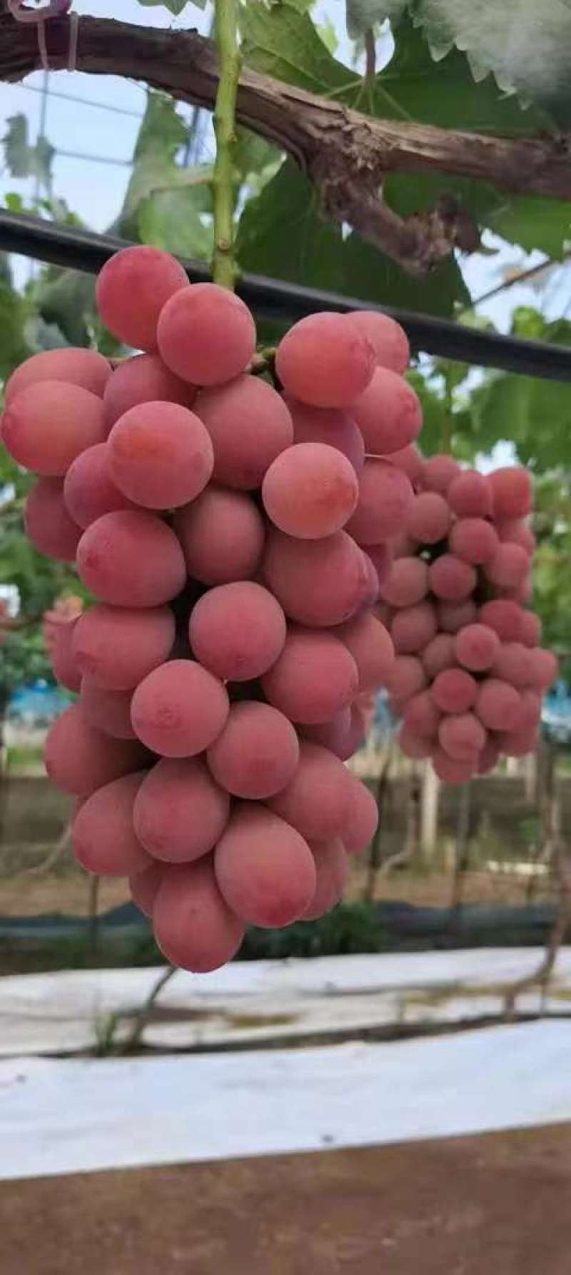 妮娜皇后葡萄苗（5bb嫁接苗），现货速发成活率极高