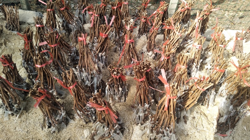 妮娜皇后葡萄苗（5bb嫁接苗），现货速发成活率极高