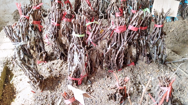 妮娜皇后葡萄苗（5bb嫁接苗），现货速发成活率极高