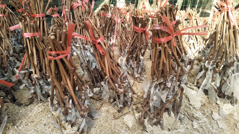 妮娜皇后葡萄苗（5bb嫁接苗），现货速发成活率极高