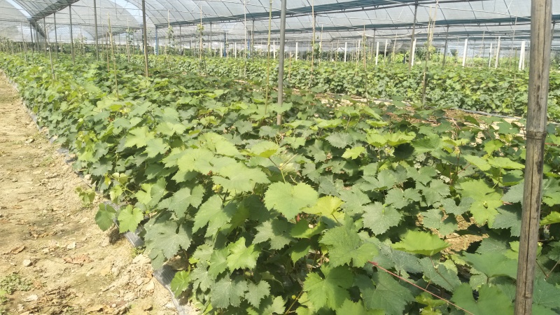 妮娜皇后葡萄苗（5bb嫁接苗），现货速发成活率极高