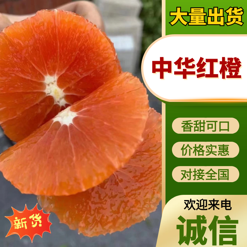 【精选】中华红橙湖北橙子现摘现发新鲜多汁口感香甜