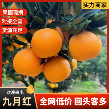 【热卖】九月红脐橙湖北橙子产地直发对接全国商超市场