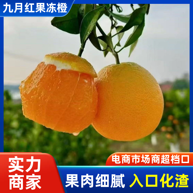 【推荐】九月红脐橙九月红果冻橙湖北橙子产地直发