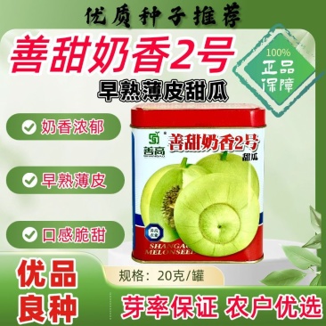 善甜奶香2号甜瓜种子早熟高糖皮薄脆甜香味浓口感好梨瓜种子