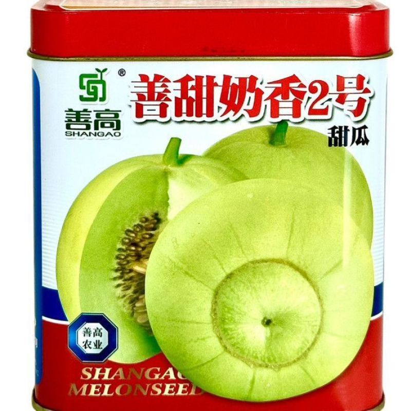 善甜奶香2号甜瓜种子早熟高糖皮薄脆甜香味浓口感好梨瓜种子
