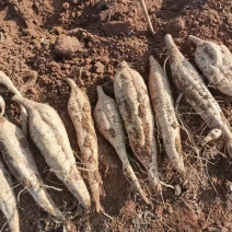 葛根九江黄土质新土地种植精品发货新鲜出土质量好