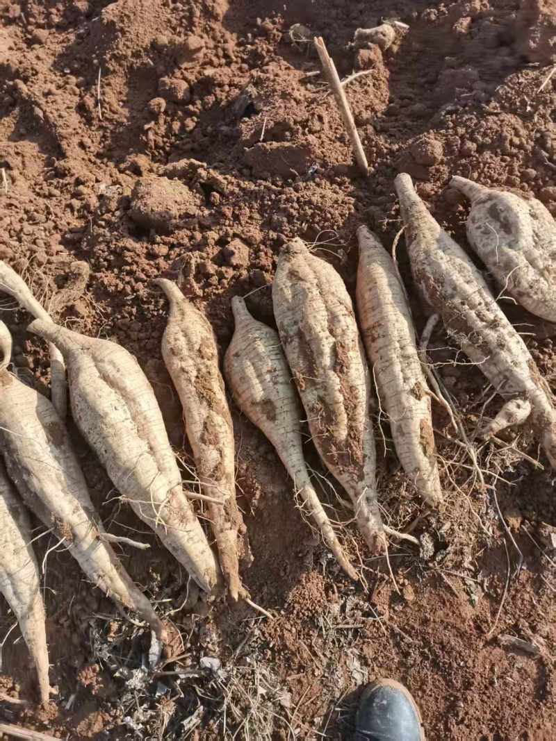 葛根九江黄土质新土地种植精品发货新鲜出土质量好