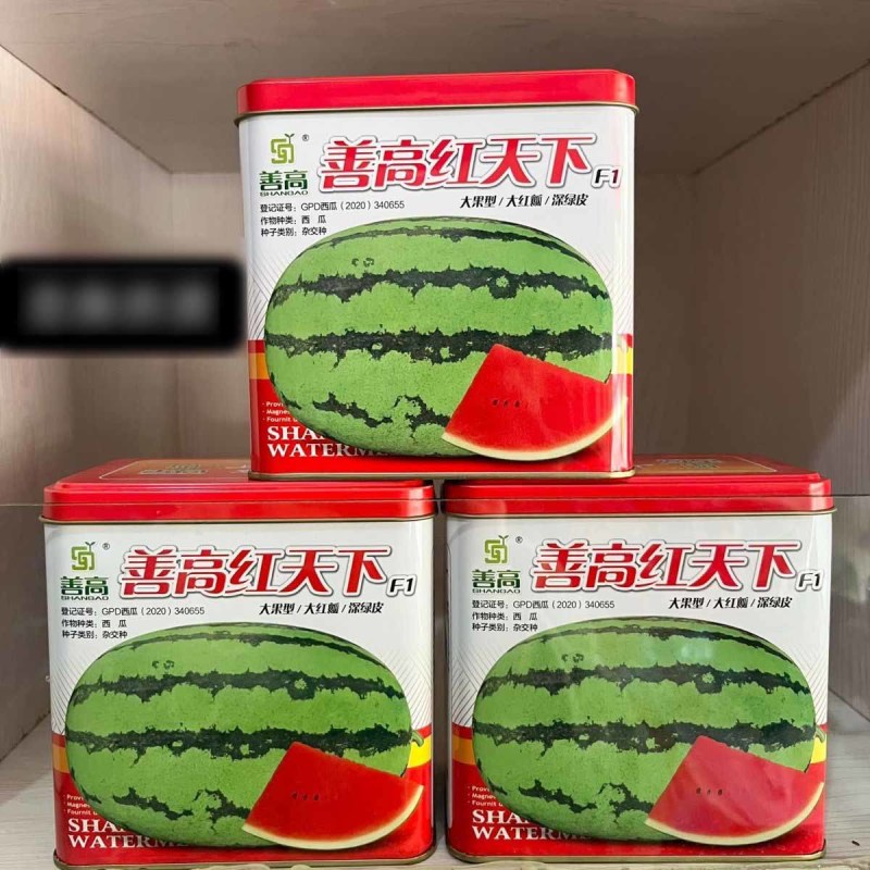 善高红天下沙漠西瓜种子中熟西瓜杂交大果高是耐贮运