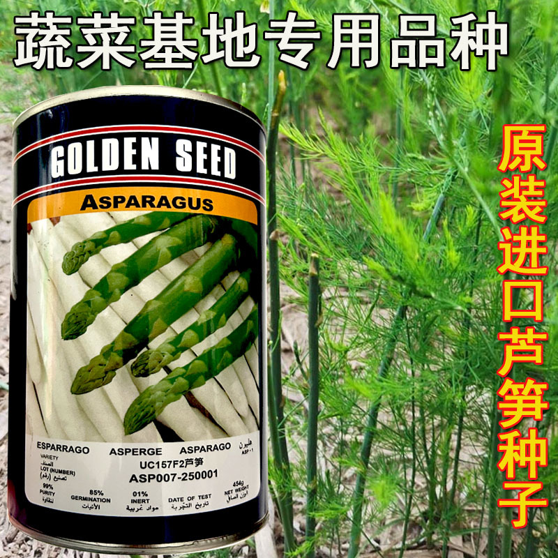 UC157F2芦笋种子绿芦笋美国进口基地用种454克/罐