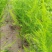 UC157F2芦笋种子绿芦笋美国进口基地用种454克/罐