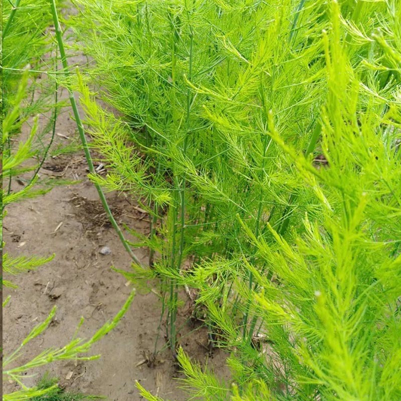 UC157F2芦笋种子绿芦笋美国进口基地用种454克/罐