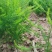 UC157F2芦笋种子绿芦笋美国进口基地用种454克/罐