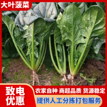 【优质】滑县大叶菠菜种植基地直发对接商超档口可视频看货