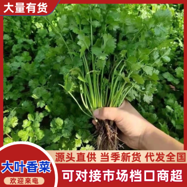 优质大叶香菜种植基地直发品种优良对接商超档口可视频看货