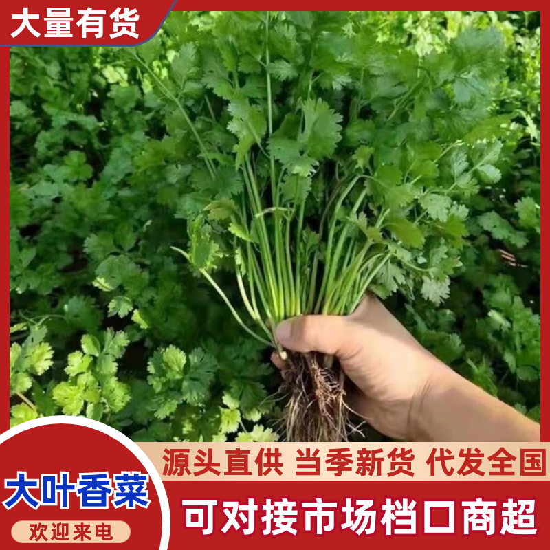 优质大叶香菜种植基地直发品种优良对接商超档口可视频看货