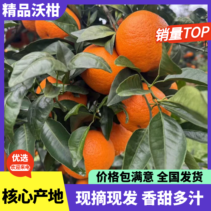 【精选】特级沃柑万亩基地现摘先发对接商超档口可视频看货