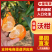 【优质】特级沃柑万亩基地现摘先发一手货源量大从优