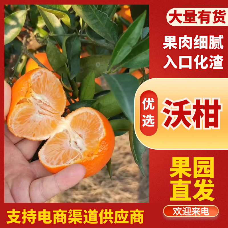 【优质】特级沃柑万亩基地现摘先发一手货源量大从优