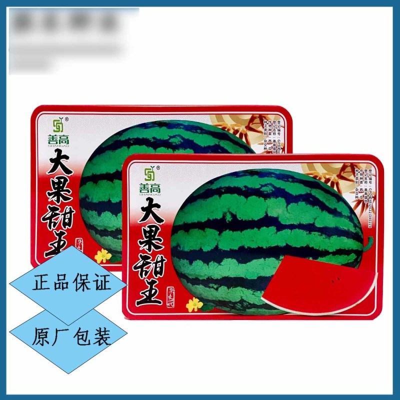 大果甜王西瓜种子早熟短椭圆形果皮深绿大红瓤果型更大基地用