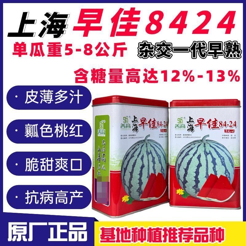 上海早佳8424西瓜种子麒麟西瓜种籽早熟高产薄皮冰糖西瓜