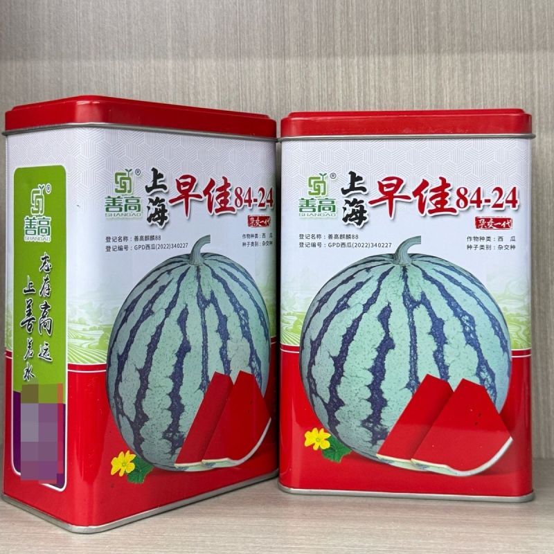 上海早佳8424西瓜种子麒麟西瓜种籽早熟高产薄皮冰糖西瓜