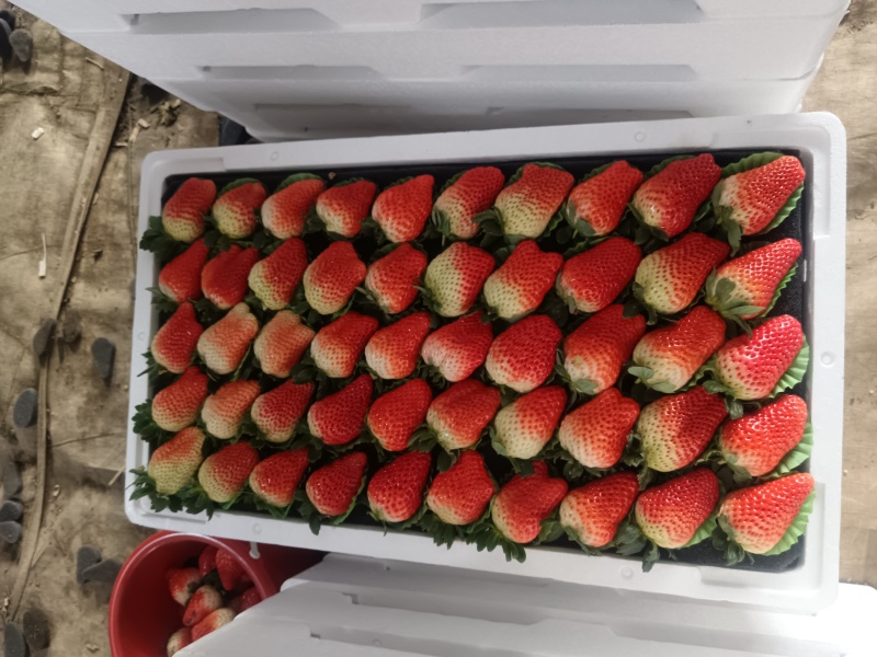 妙香草莓品质好产地一手货源对接全国发货可视频看货